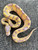 Coral Glow ENCHI Ball Python for sale (Python regius)
