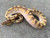 Butter Enchi Ball Python for sale