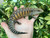 Northern Blue Tongue Skink for sale (Tiliquia scincoides intermedia)