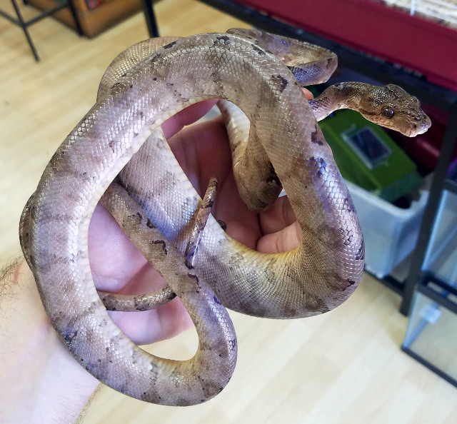 Garden Phase Amazon Tree Boa for sale Snakes at Sunset