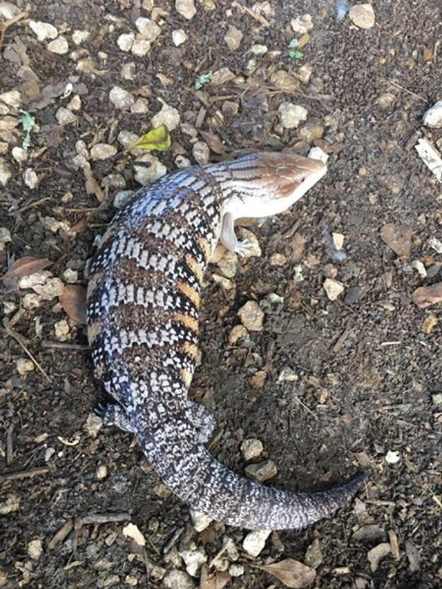 Skinks For Sale Snakes at Sunset