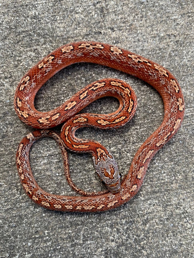 adult tessera corn snake