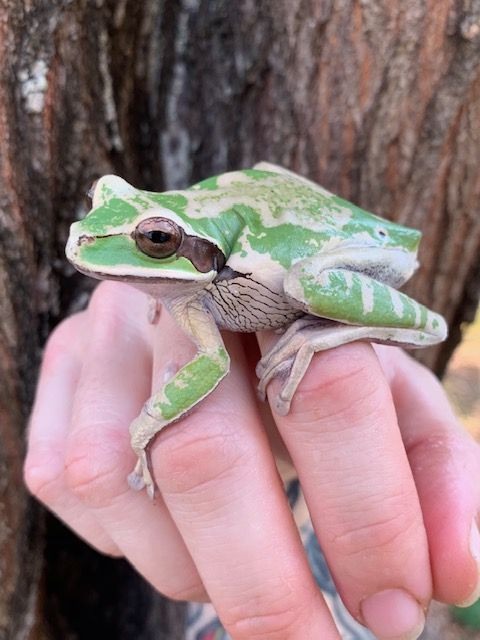 Tree Frogs For Sale