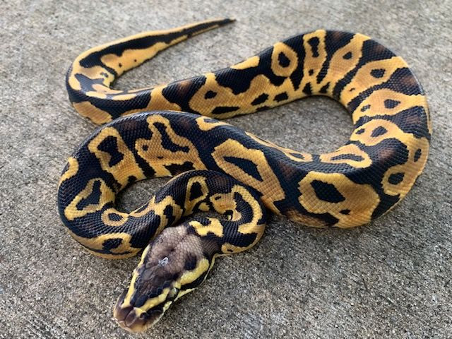 Pastel Leopard Ball Pythons for sale | Snakes at Sunset