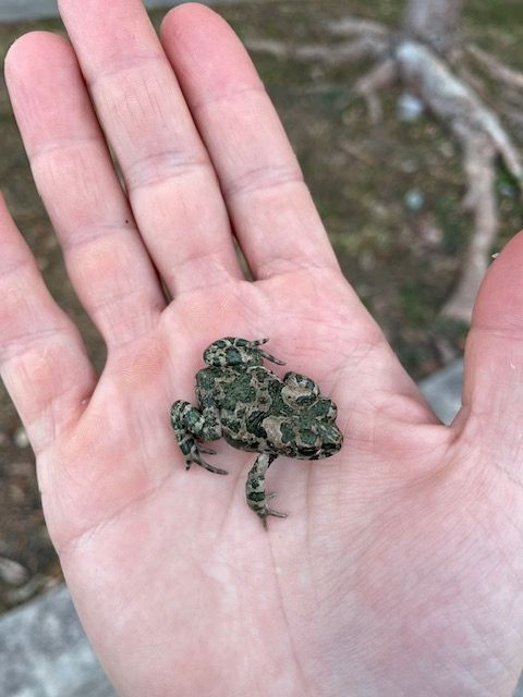 Toads for sale