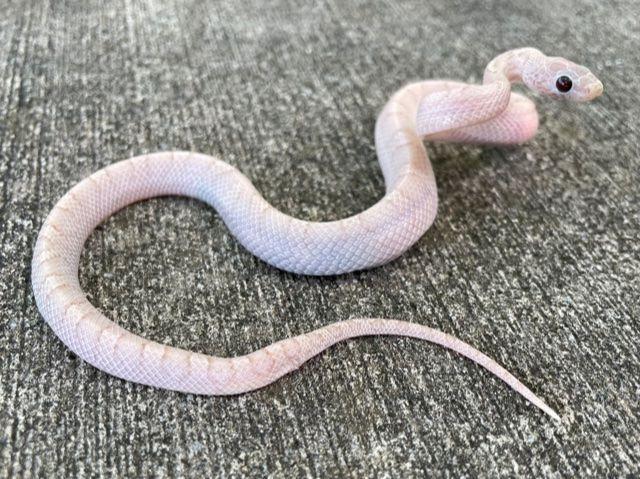 super tessera corn snake