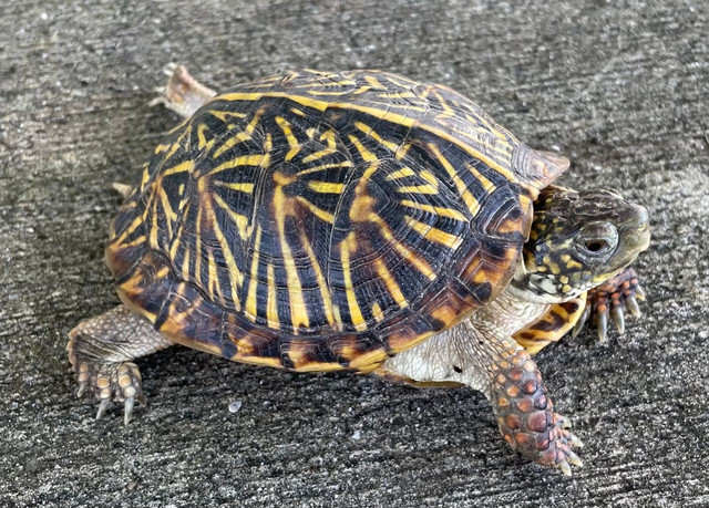 Ornate Box Turtles for sale | Snakes at Sunset