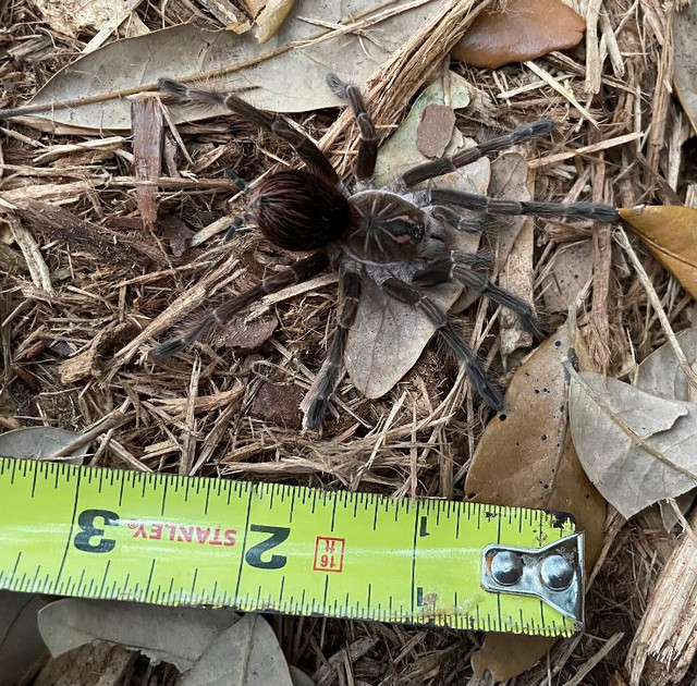 Tarantulas for sale Snakes at Sunset