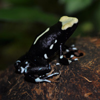 Alanis Dart Frogs For Sale