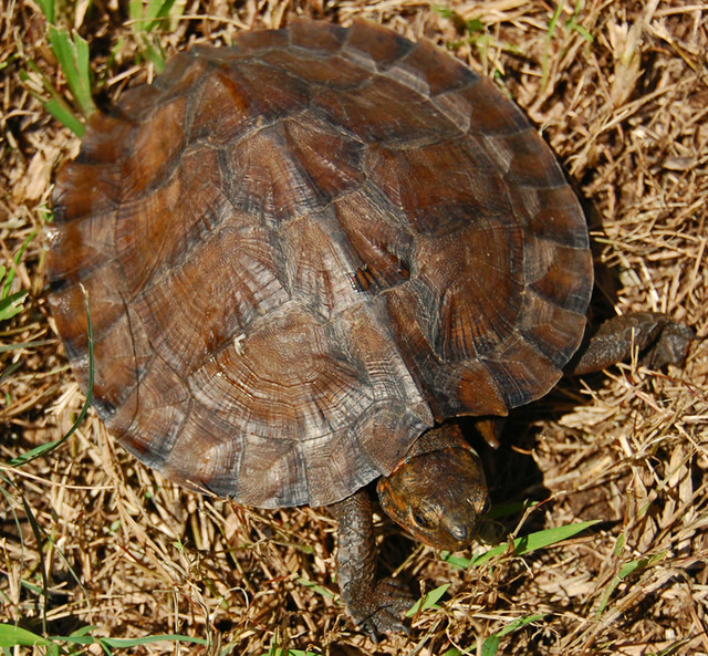 Central American Wood Turtle for Sale