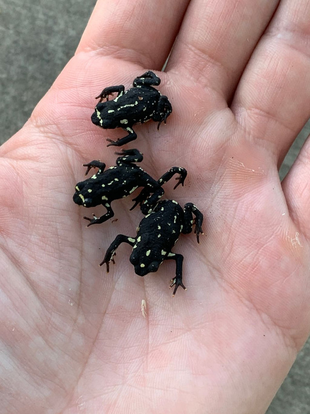 Toads for Sale Captive Bred Toad Species Available