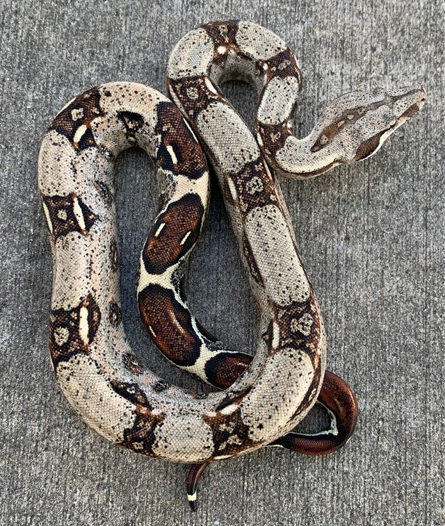 red tailed boa constrictor