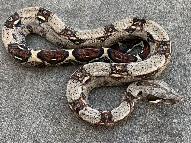 albino boa constrictor