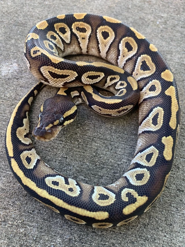 Mojave Ball Pythons for sale | Snakes at Sunset