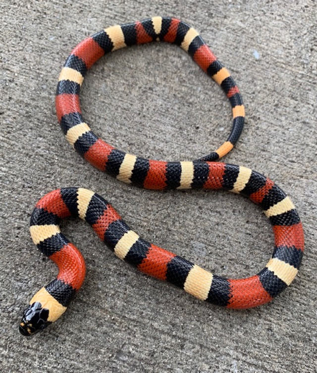 pueblo milksnake