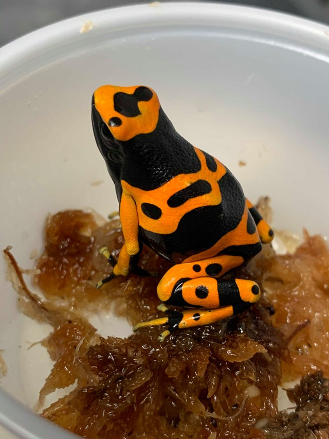 Dart Frogs For Sale