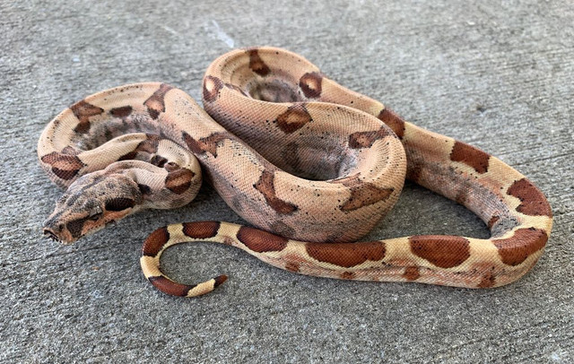 colombian red tail boa price