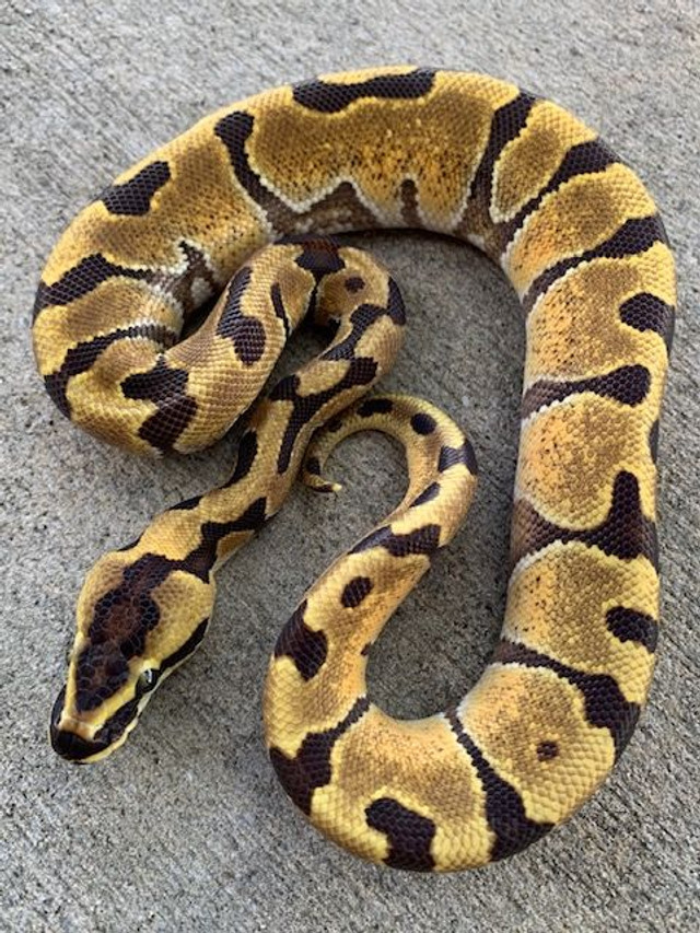 Super Mojave Ball Pythons for sale | Snakes at Sunset