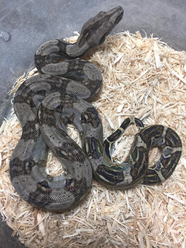 Rosy Boas for sale Snakes at Sunset