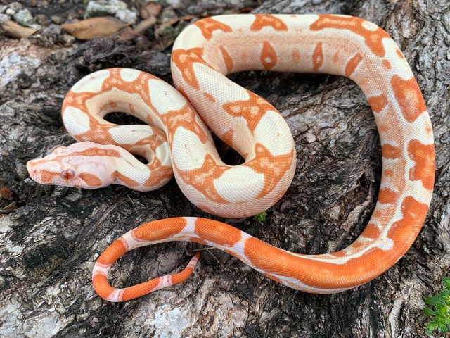 full grown albino boa constrictor