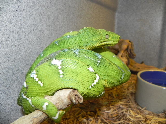 Colored Phase Amazon Tree Boa for sale Snakes at Sunset