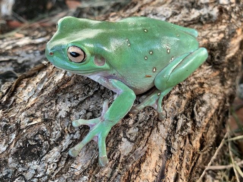 Tree Frogs For Sale