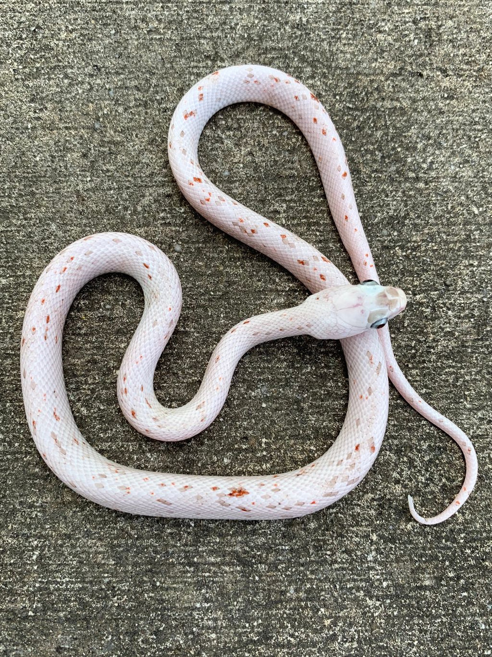 ghost tessera corn snake