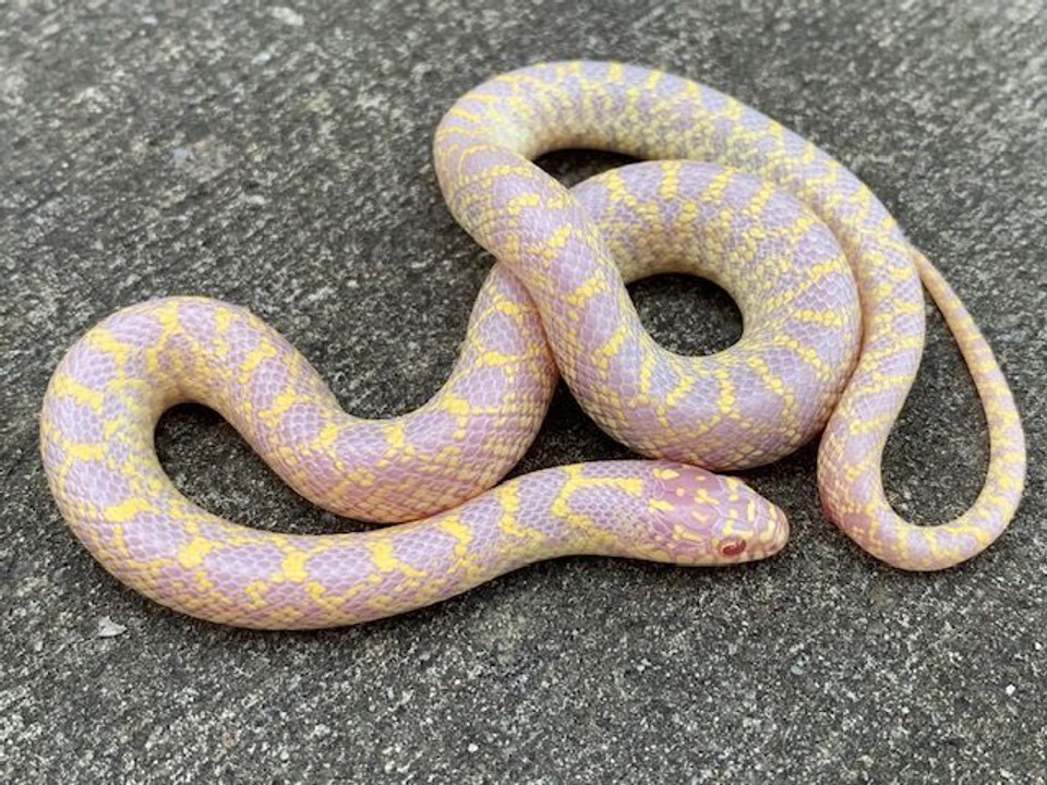 Albino Speckled King Snake for sale Snakes at Sunset