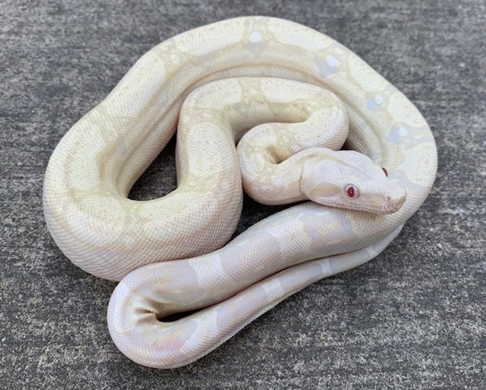 yellow white albino boa constrictor