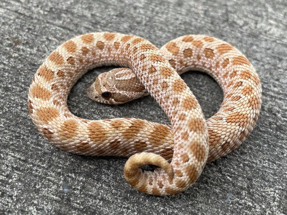 Hognose Snakes for sale Snakes at Sunset
