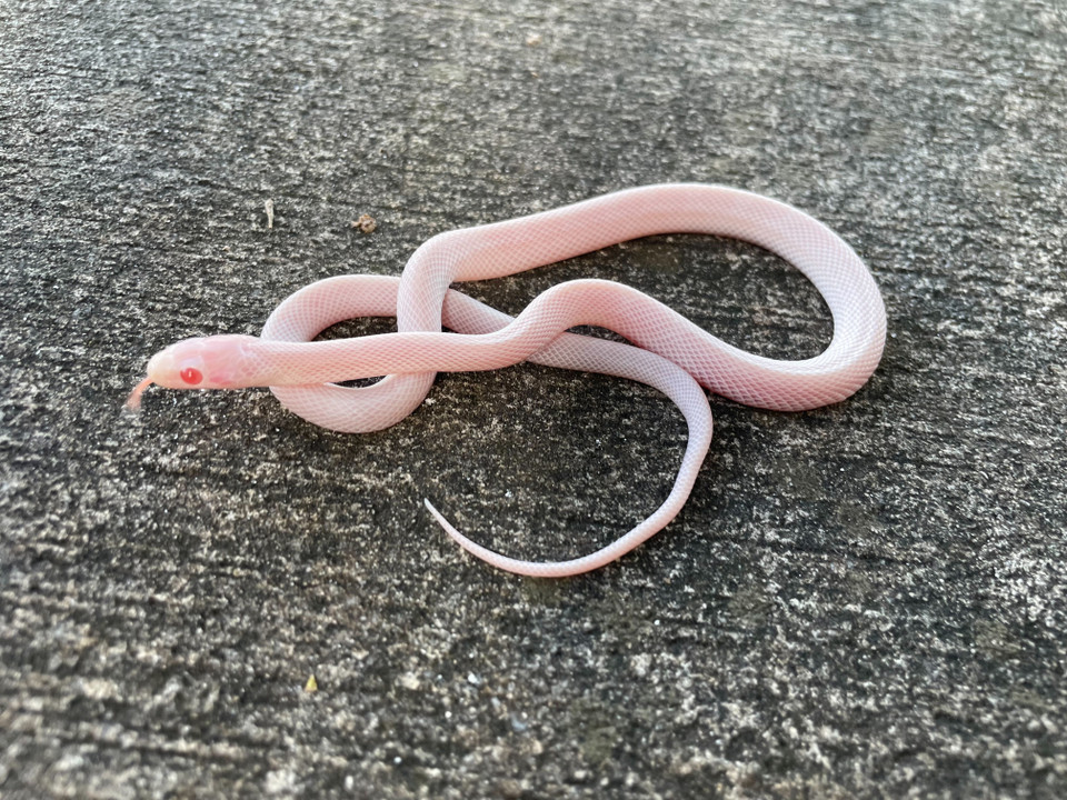 Gold Dust Corn Snake for sale Snakes at Sunset