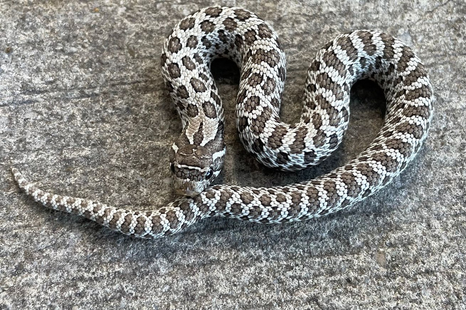 Axanthic Western Hognose Snake for sale Snakes at Sunset