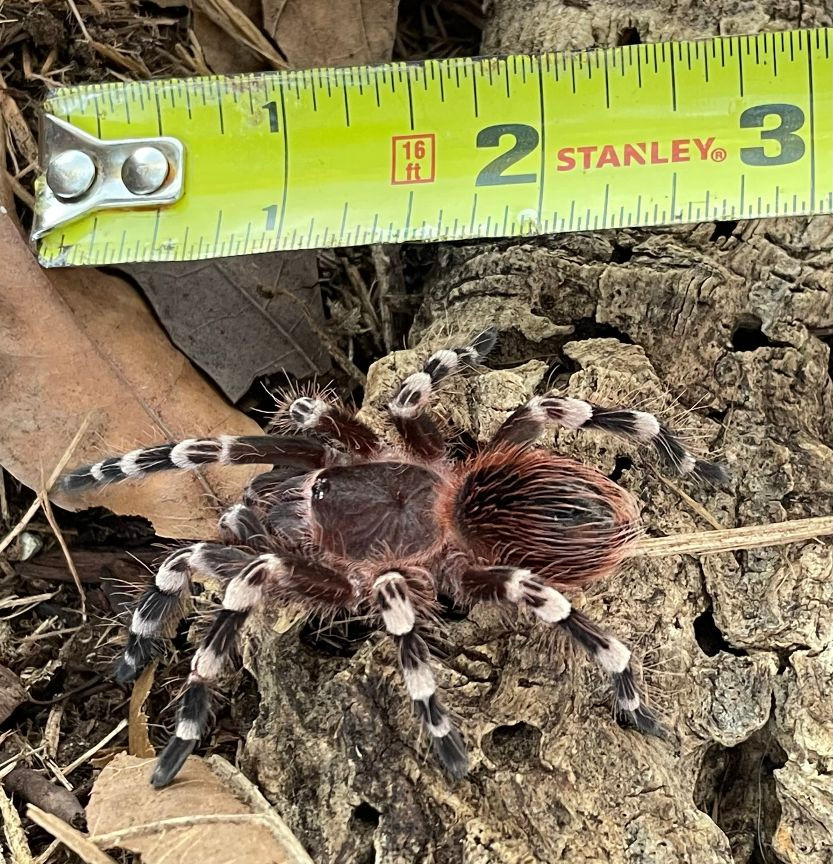 Brazilian White Knee Tarantula (Acanthoscuria geniculata) Snakes at
