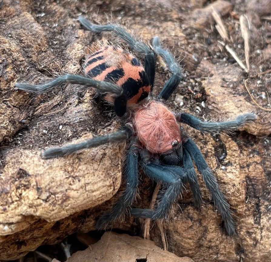 Guatemalan Tiger Rump Tarantula for sale (Davus pentaloris)