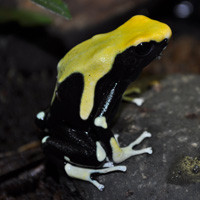 Alanis Dart Frogs For Sale