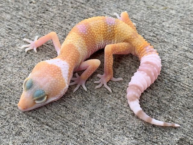 Albino Leopard Geckos for sale