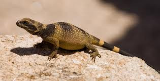 Chuckwalla Lizards for sale - babies