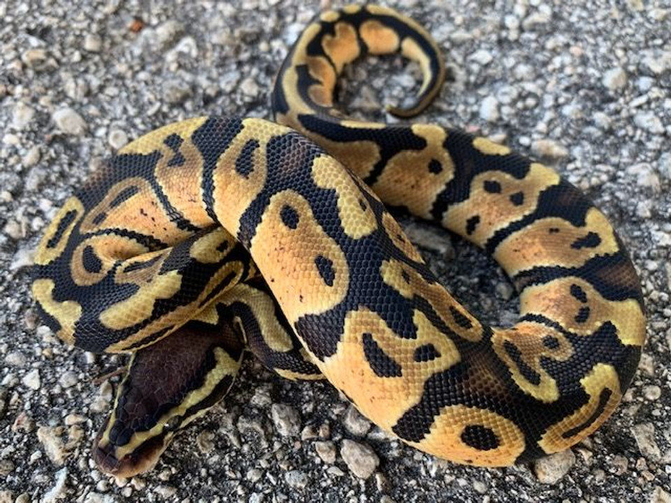 Pastel Champagne Ball Python for sale