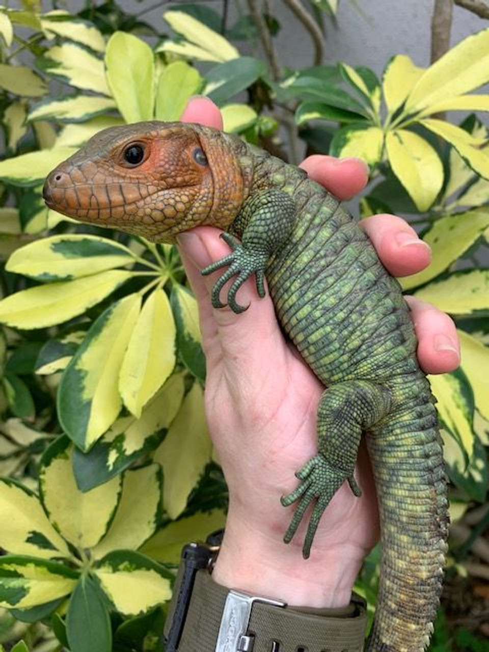 armadillo lizard for sale south africa