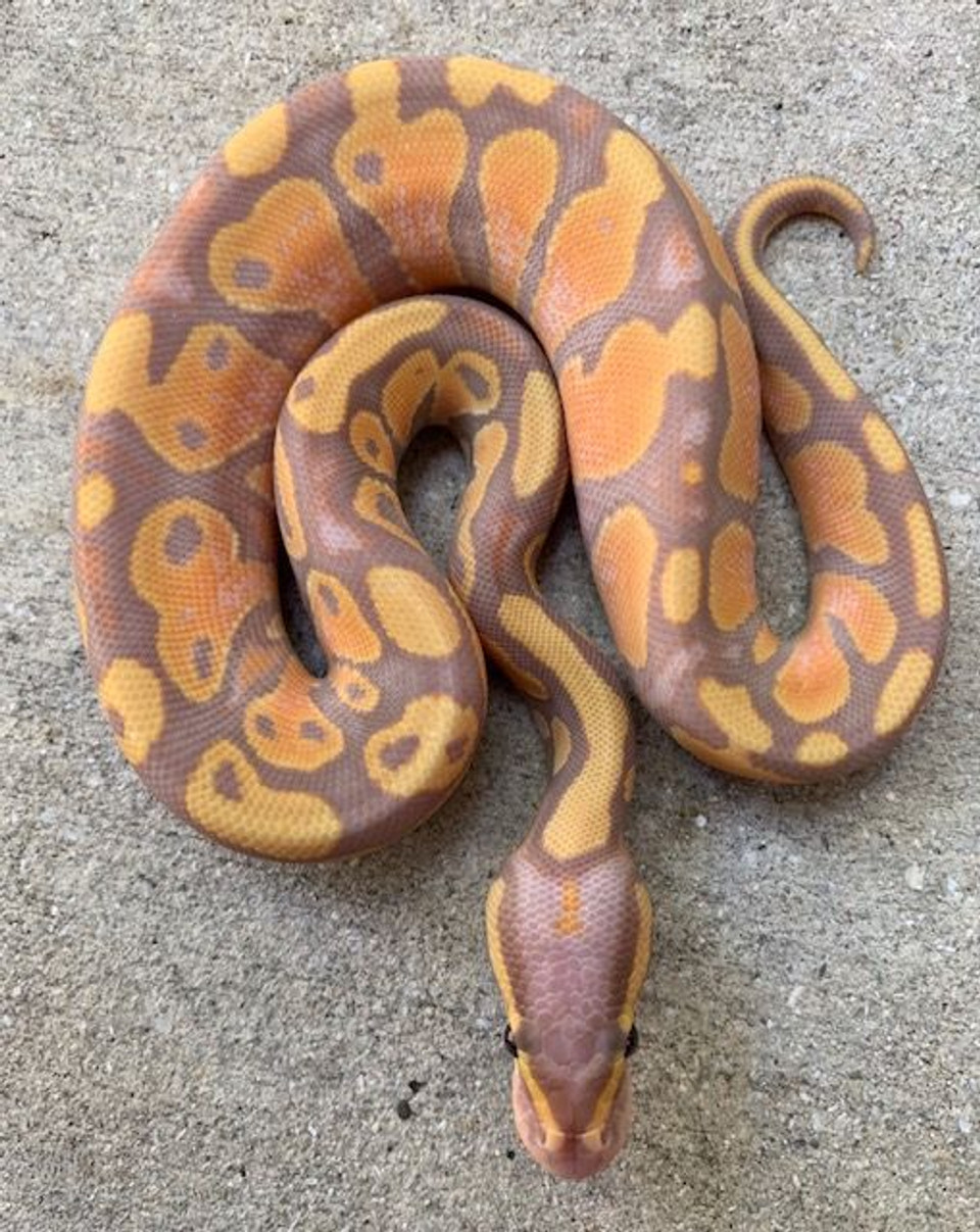 Coral Glow Ball Pythons for sale | Snakes at Sunset