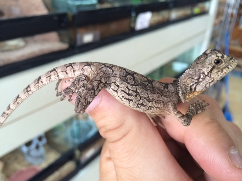 Rankins Dragon for Sale