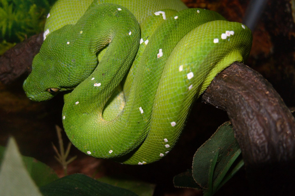 Green Tree Pythons