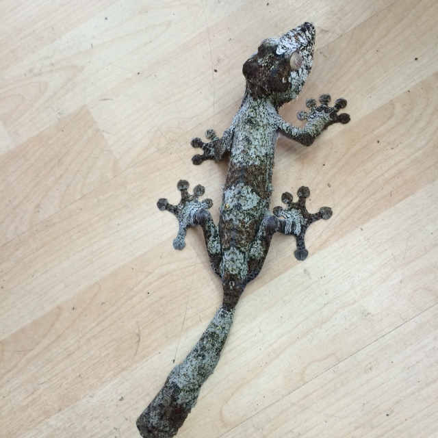 Flying Geckos for sale