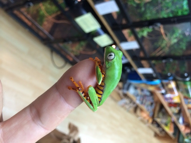 Amazon Milk Frogs for Sale