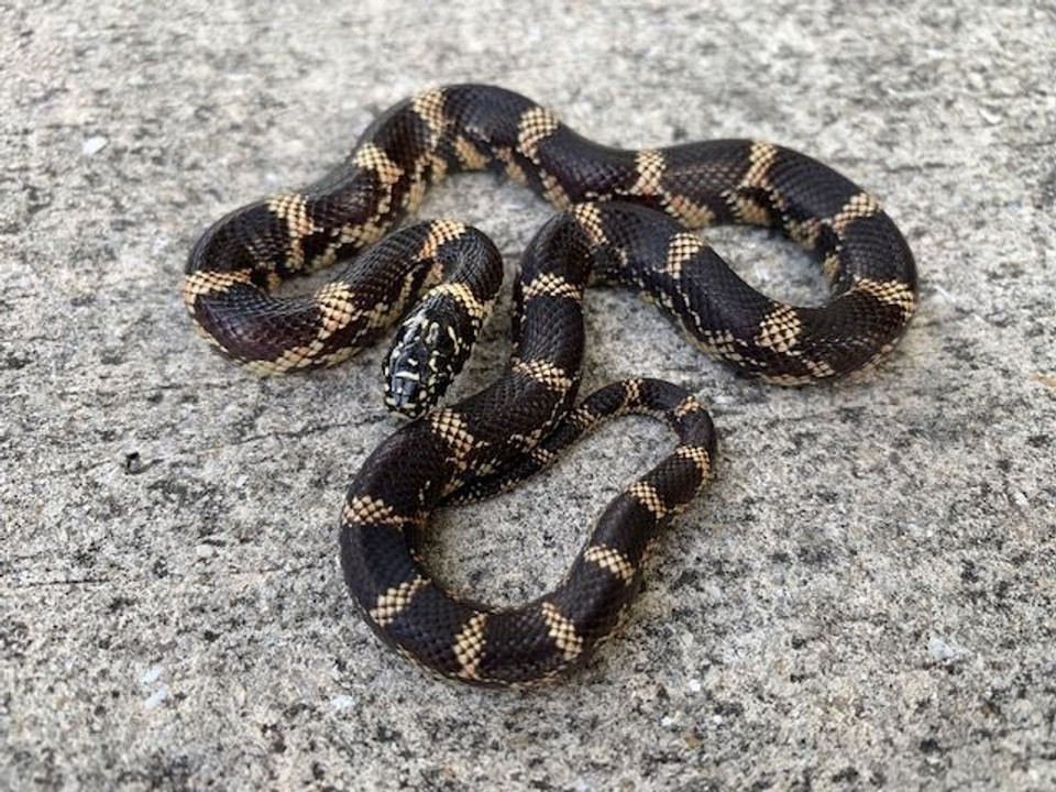 Albino Speckled King Snake for sale Snakes at Sunset