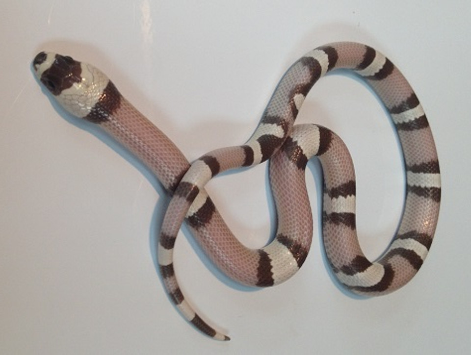 tangerine albino milksnake for sale