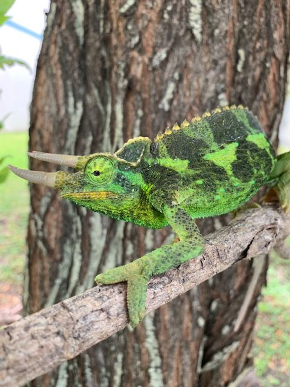 Jacksons Chameleons for sale