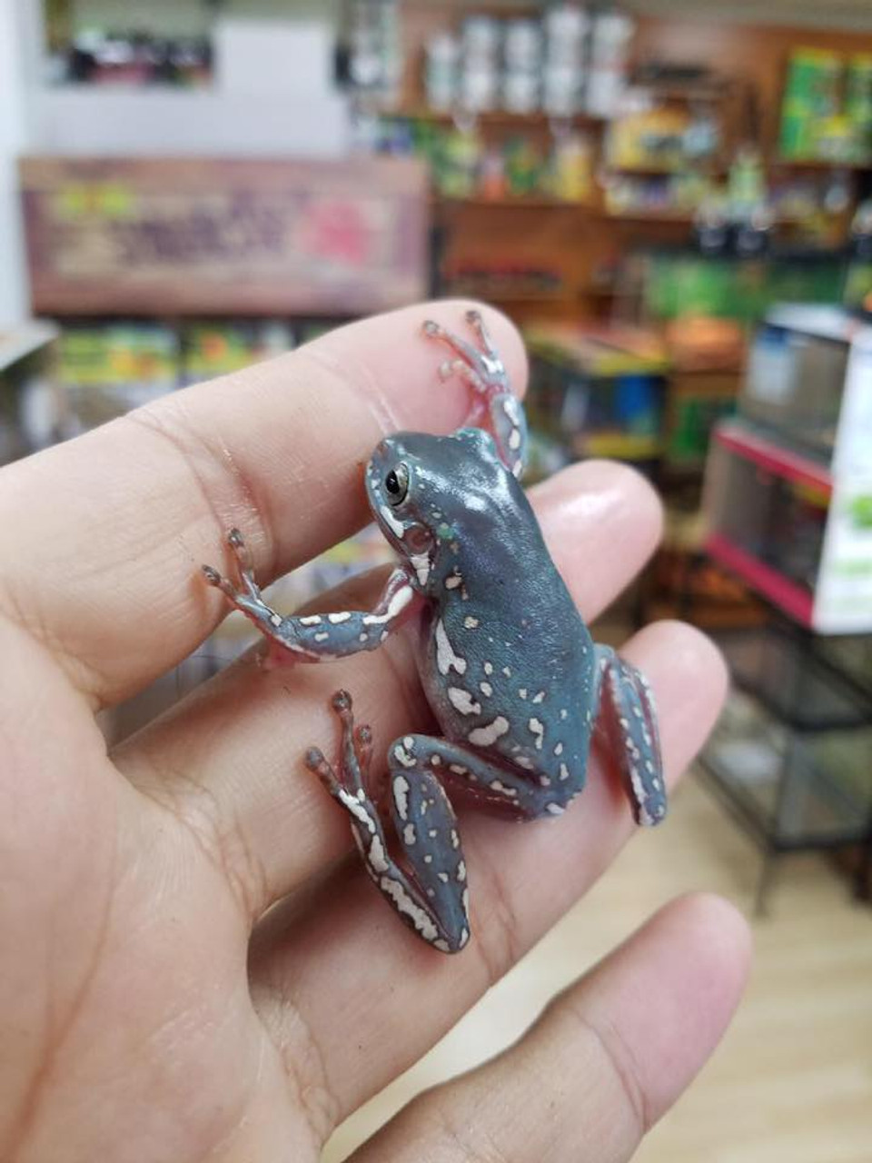 Amazon Milk Frogs for Sale