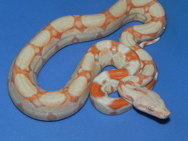 One of Snakes at Sunsets high quality snakes for sale