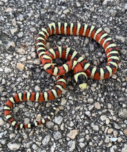Arizona Mountain King Snake for sale | Snakes at Sunset